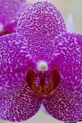 Read Online Phalaenopsis Orchid Close-Up, for the Love of Flowers: Blank 150 Page Lined Journal for Your Thoughts, Ideas, and Inspiration -  file in PDF