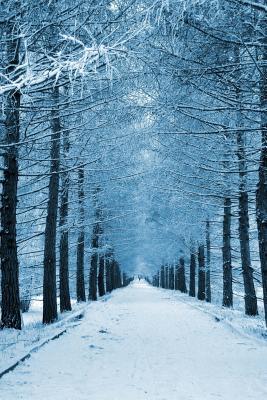 Download Snowy Lane in a Park Journal: 150 Page Lined Notebook/Diary -  | PDF