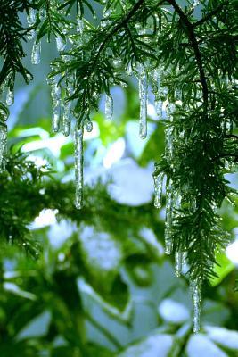 Read Online Fir Tree Icicles Journal: 150 Page Lined Notebook/Diary -  file in PDF