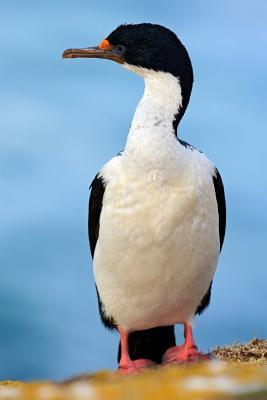 Download Imperial Shag (Phalacrocorax Atriceps) Bird Journal: 150 Page Lined Notebook/Diary -  | PDF