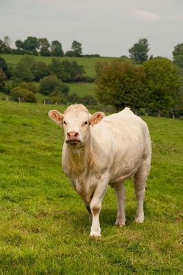 Read Online White Charolais Steer in Burgundy France Journal: 150 Page Lined Notebook/Diary -  file in PDF