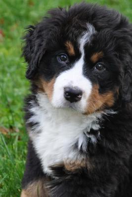 Download An Oh So Cute Puppy! a Bernese Mountain Dog Pet Journal: 150 Page Lined Notebook/Diary -  file in PDF