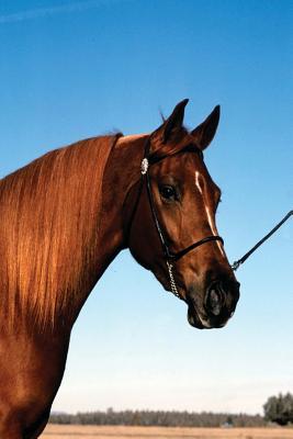 Full Download Equine Journal Arabian Show Horse: (Notebook, Diary, Blank Book) -  file in ePub