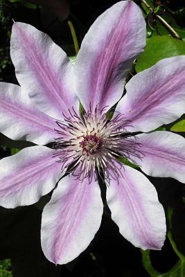 Download Single Clematis Nelly Moser Flower Bloom Journal: Take Notes, Write Down Memories in This 150 Page Lined Journal -  file in PDF