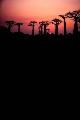 Download Field of Baobab Trees in Madagascar Journal: 150 Page Lined Notebook/Diary -  file in ePub