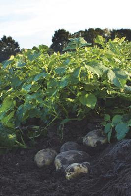 Read Potatoes on the Ground Journal: 150 Page Lined Notebook/Diary -  file in ePub