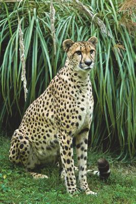 Read Online Wild African Cheetah Journal: 150 Page Lined Notebook/Diary -  file in ePub