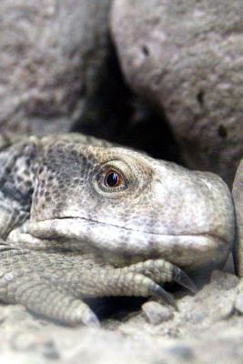 Full Download Cape Monitor Lizard Blending Right in Journal: 150 Page Lined Notebook/Diary -  file in PDF